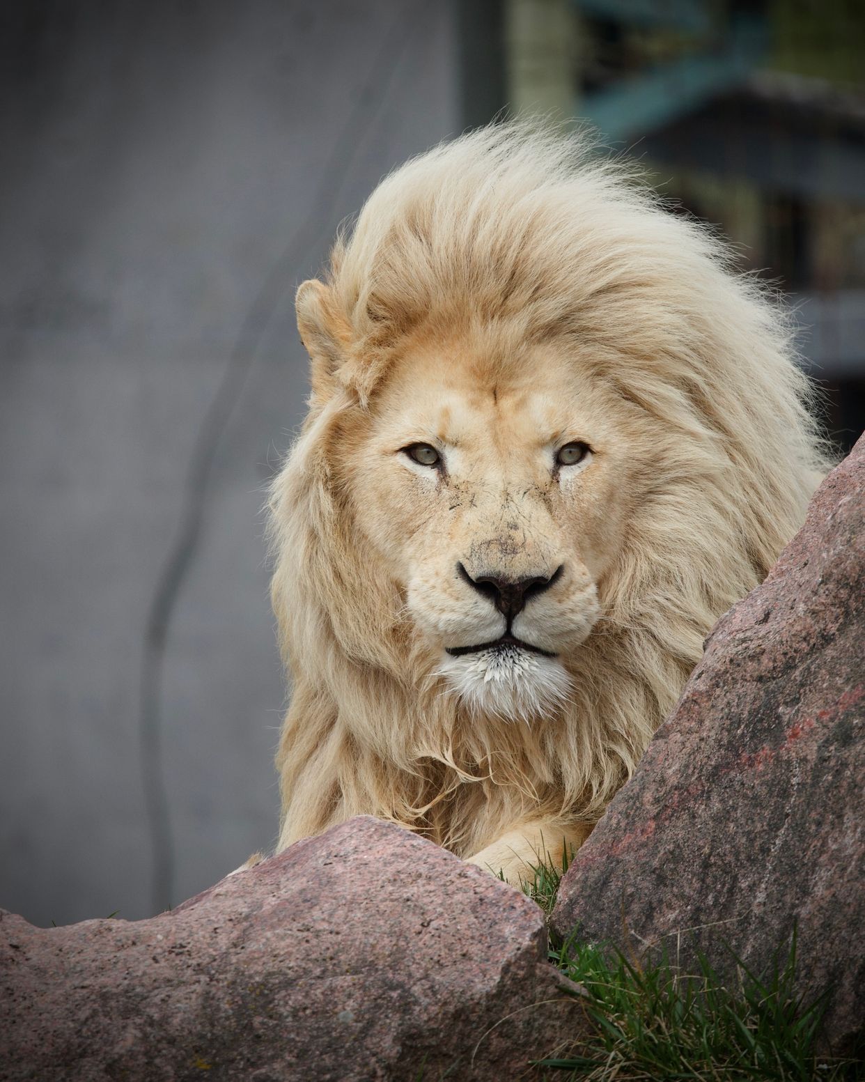 Toronto Zoo