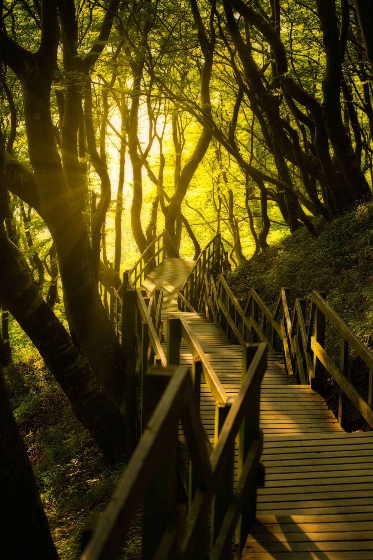 Møns Klint Staircase - Photo by FotoByLul