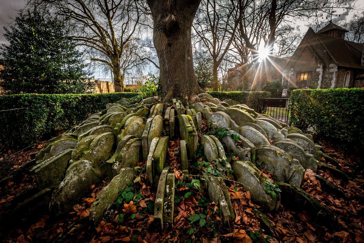 The Hardy Tree