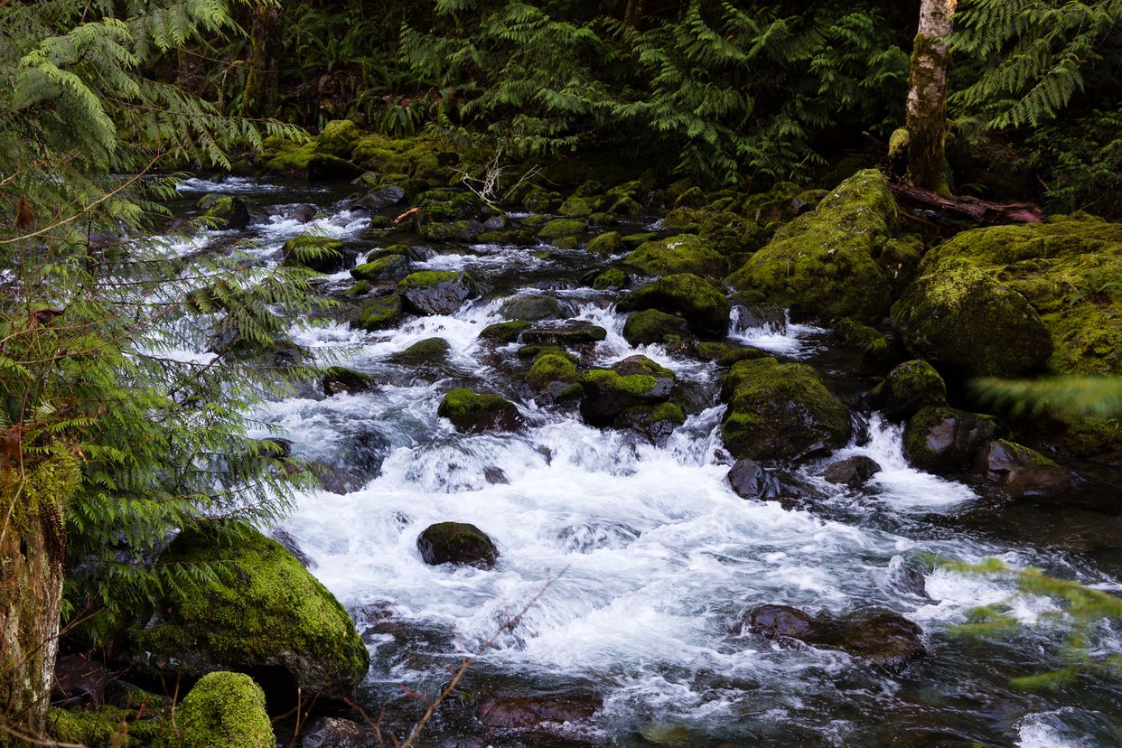 Rocky Brook