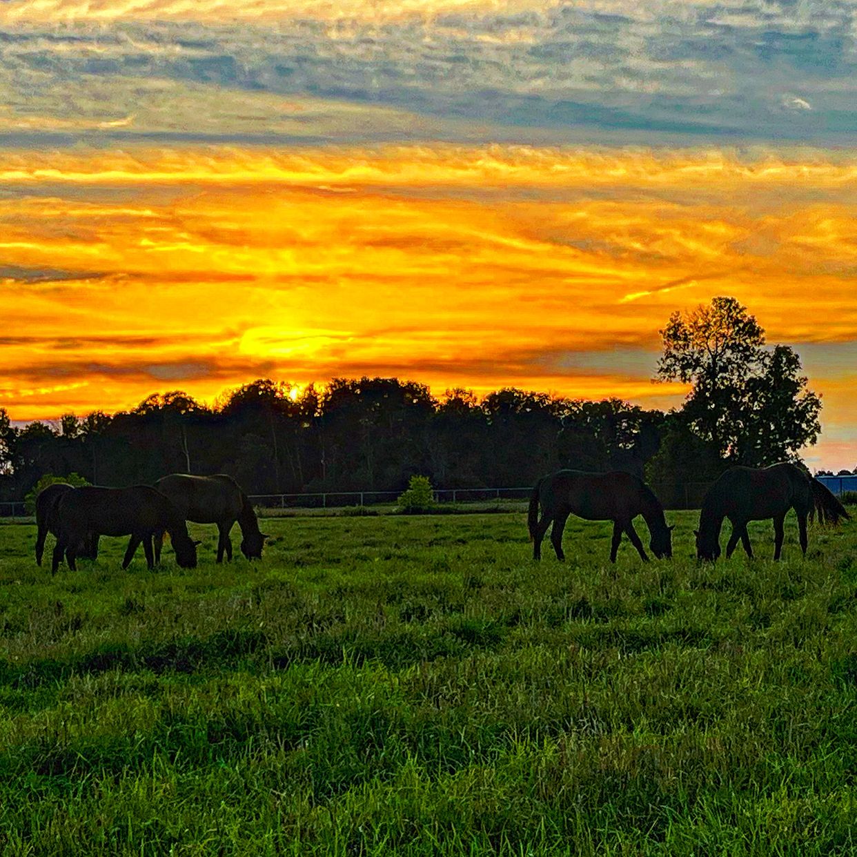 RCMP Horse Farm 