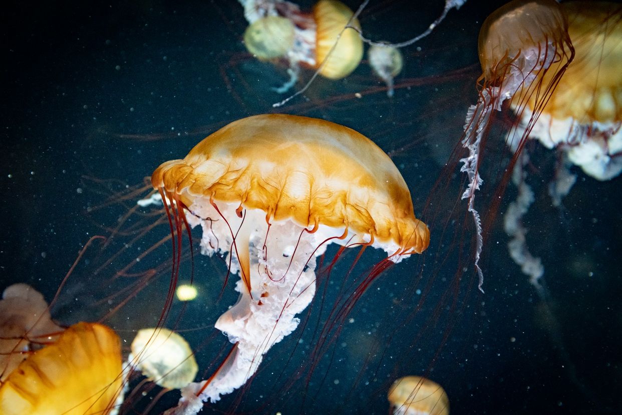 Nausicaa Centre National De La Mer