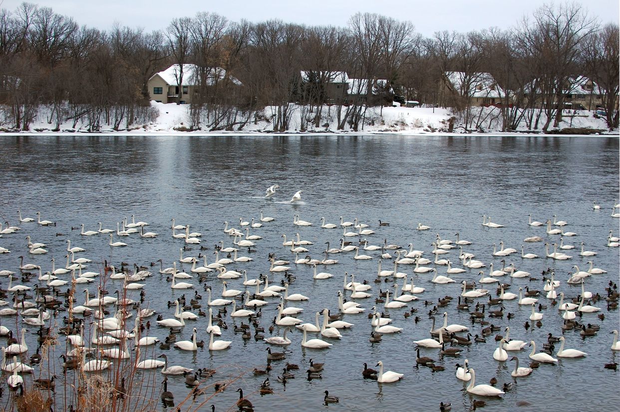 Swan Park
