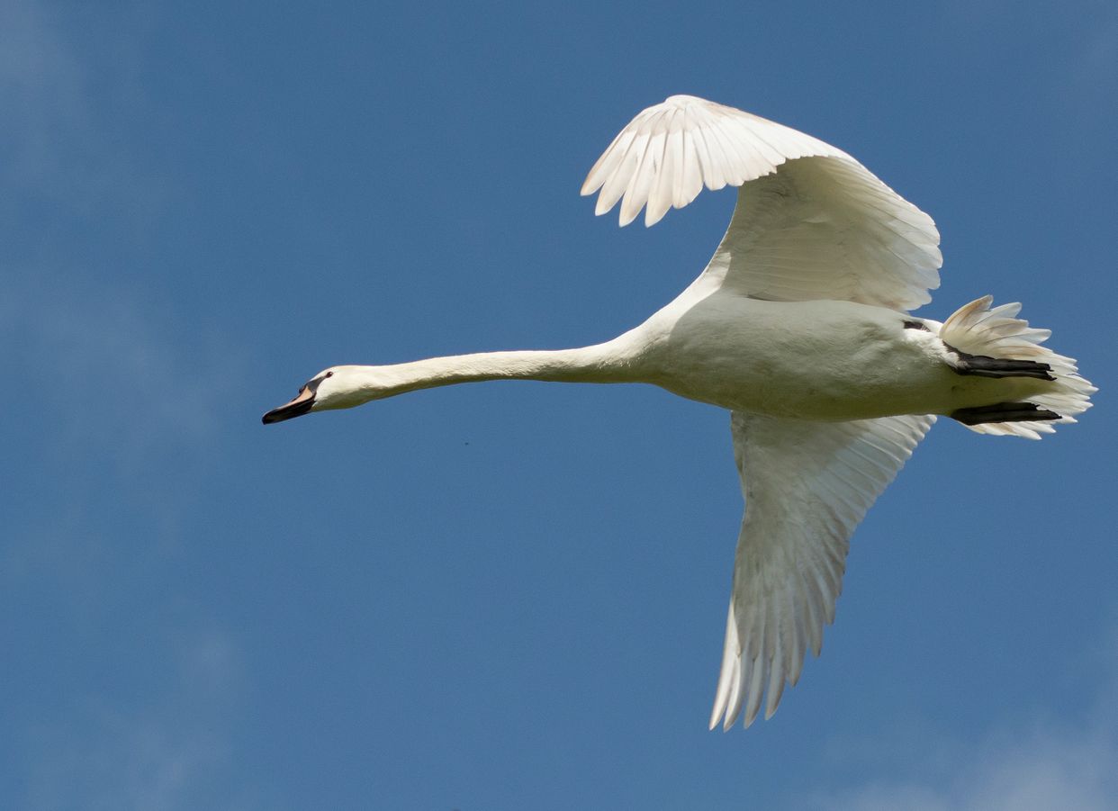Summer Leys Nature Reserve