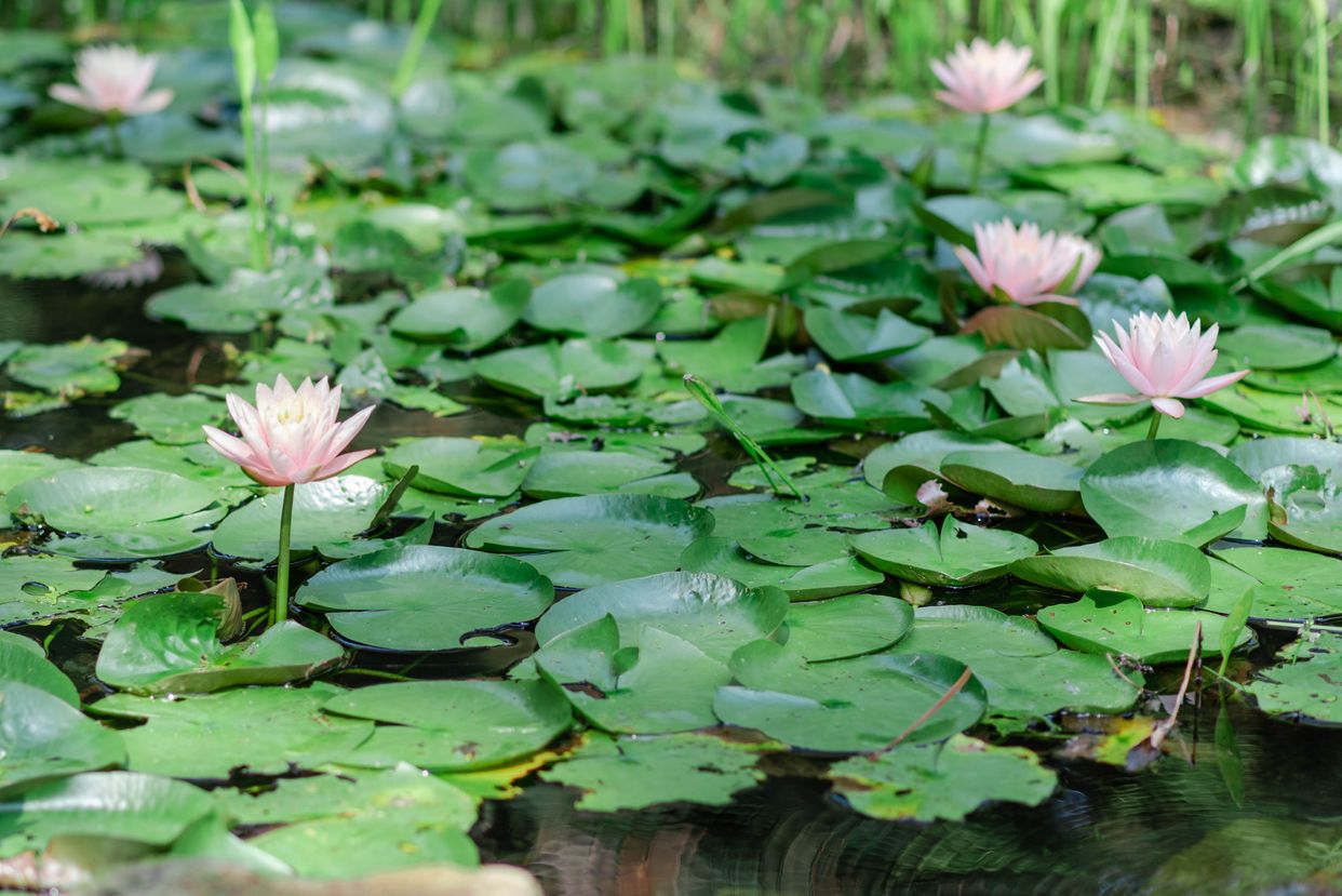  Sandhills Horticultural Gardens 