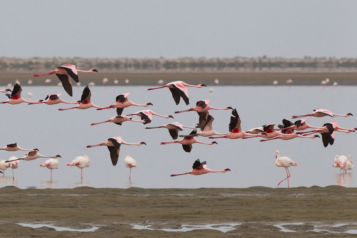 Flamingo Lagoon