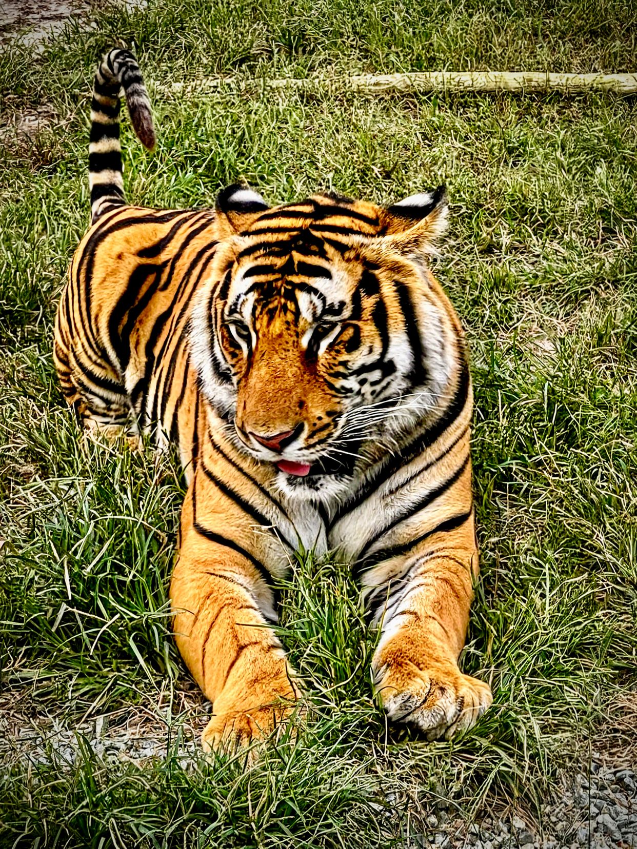 Animal Park at the Conservators Center