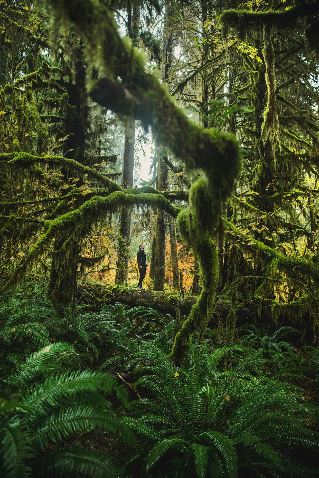 Hall of Mosses