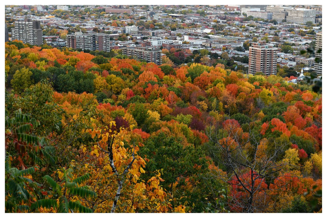 Mount Royal Park