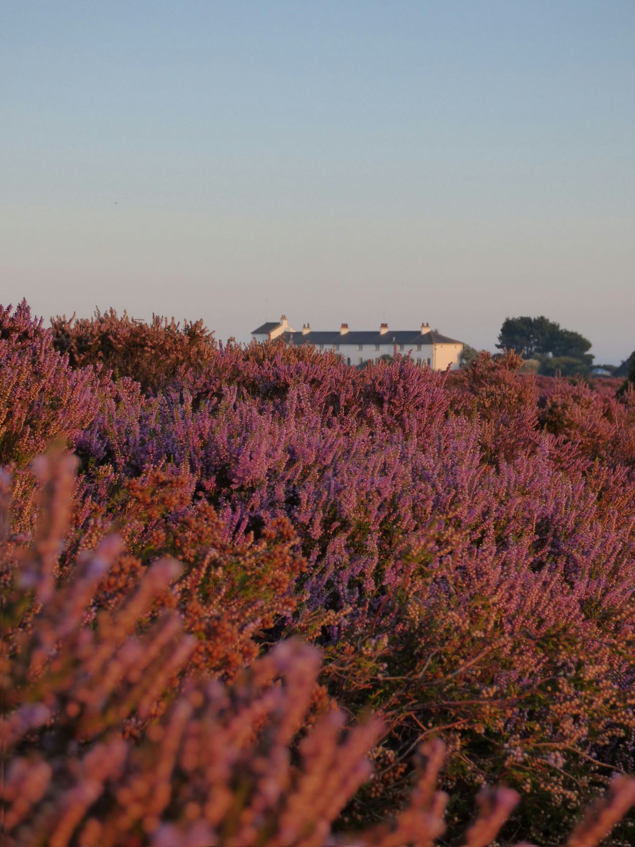 National Trust - Dunwich Heath and Beach