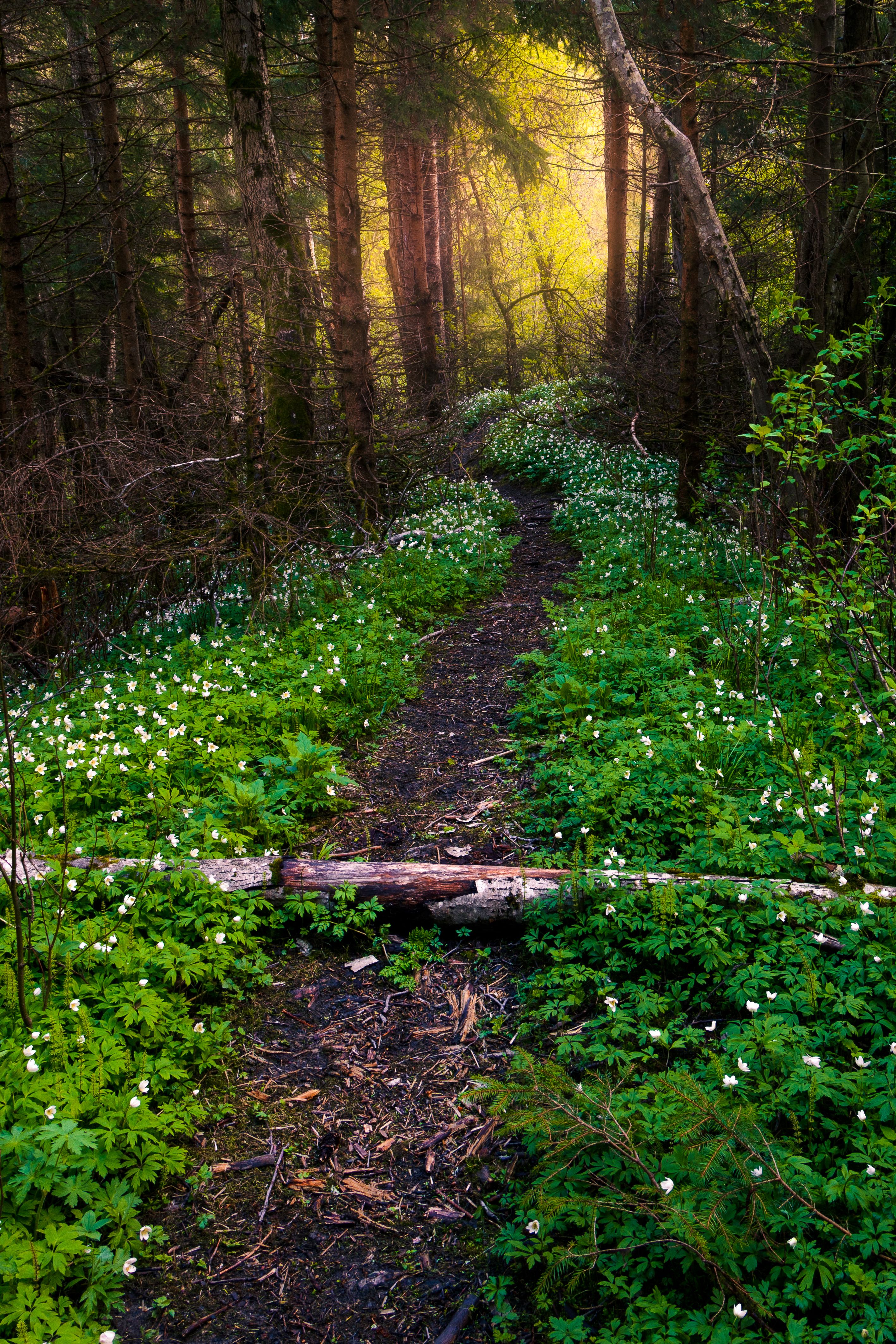 Ravine Valley Gardermoen — Photo by Stian