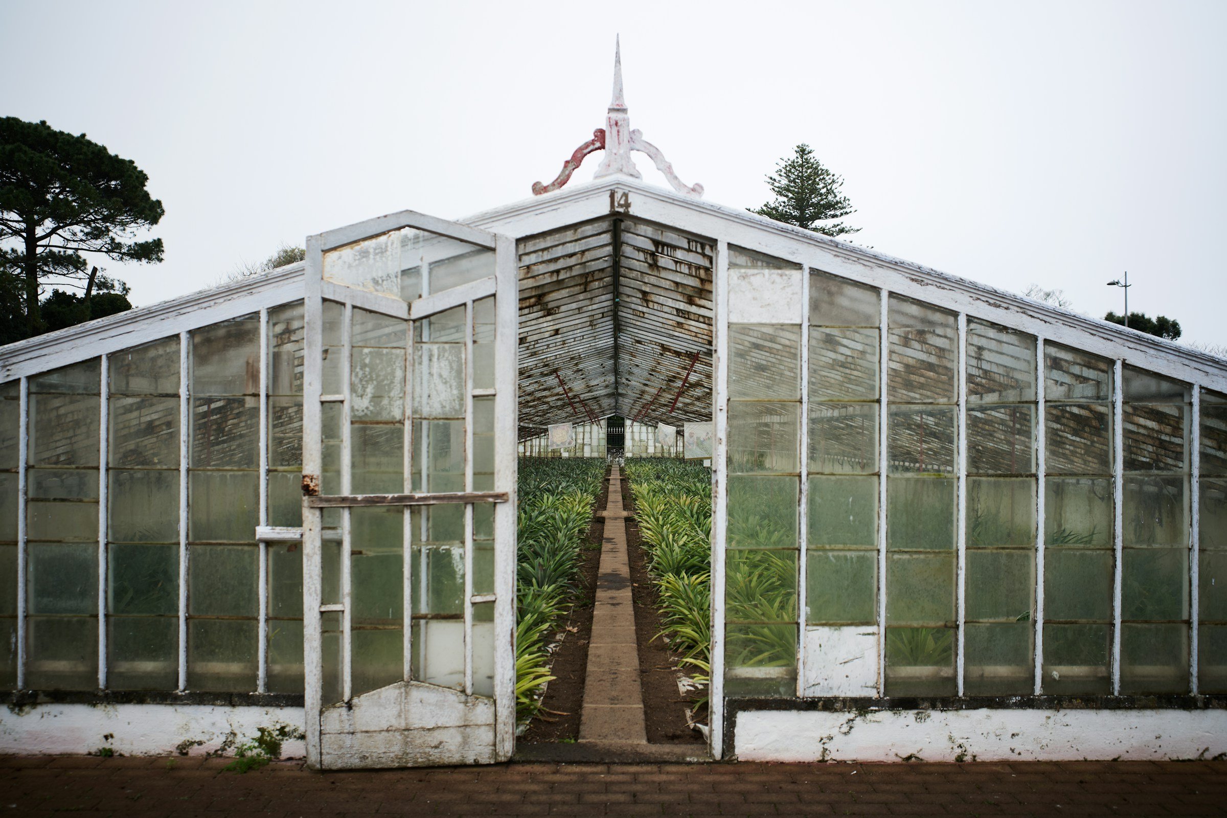 Arruda Pineapple Plantation