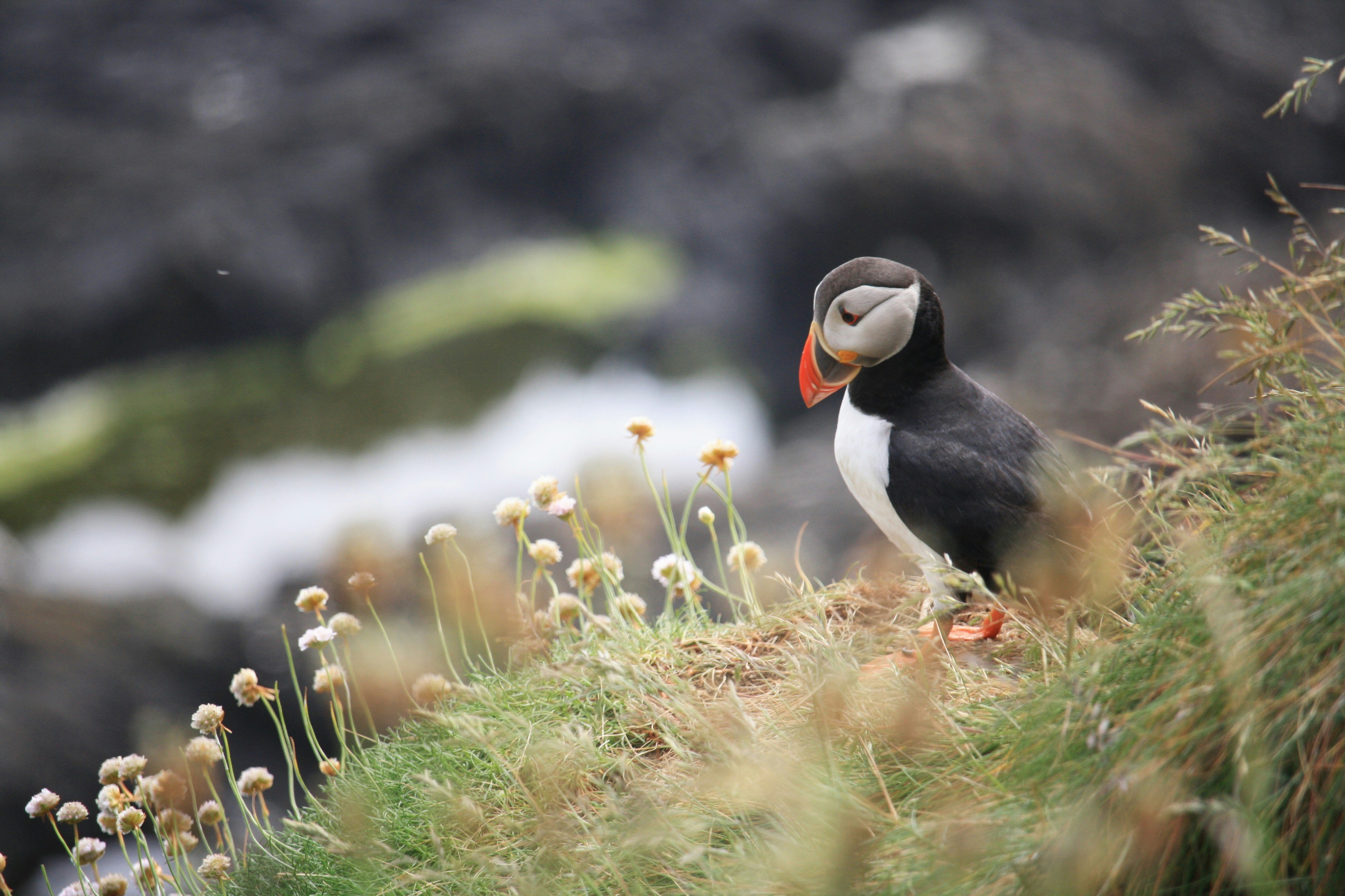 Staffa Island Puffins - Photo by Kristel Hayes