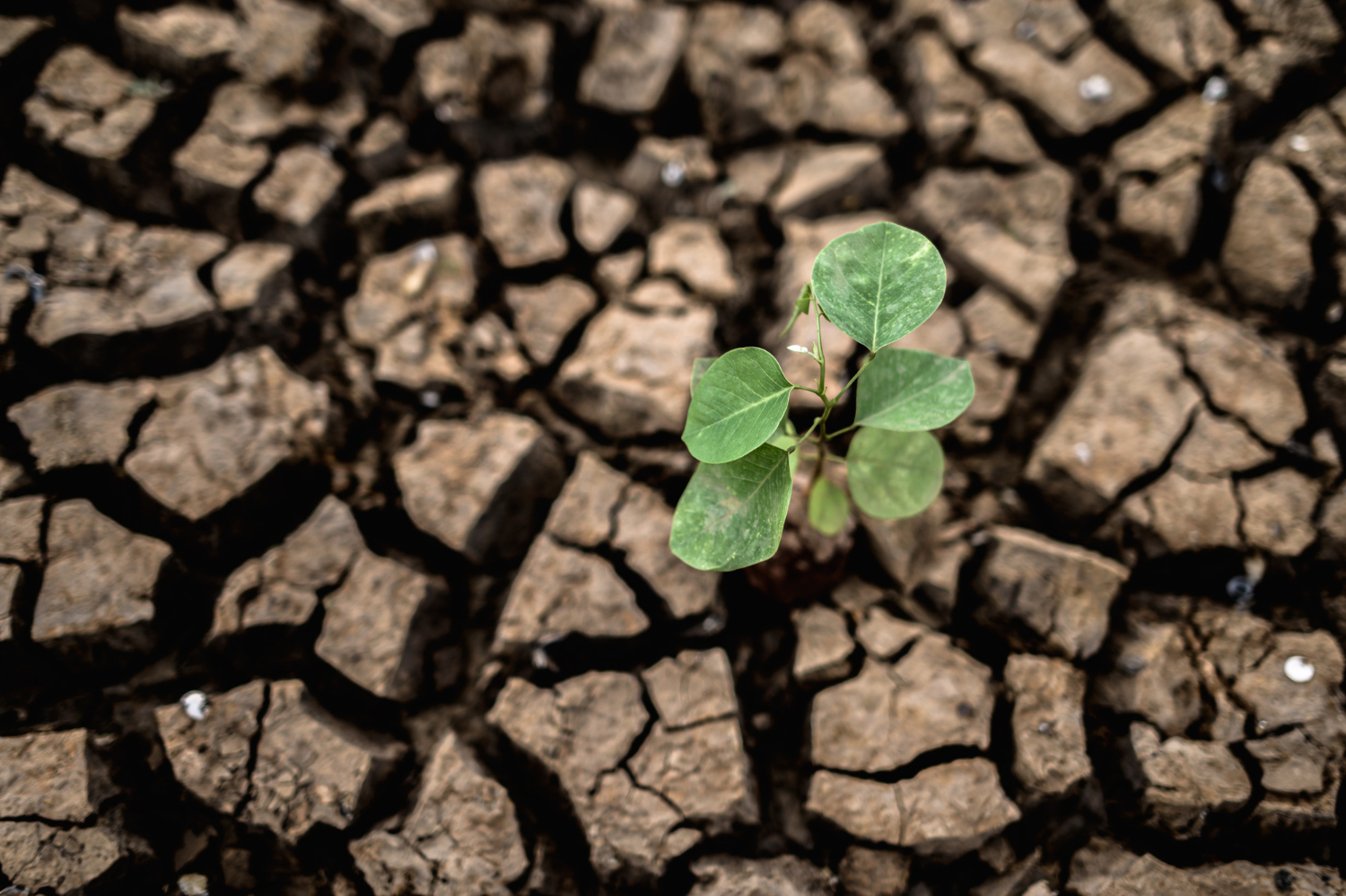 The Impact of Climate Change on Our Planet