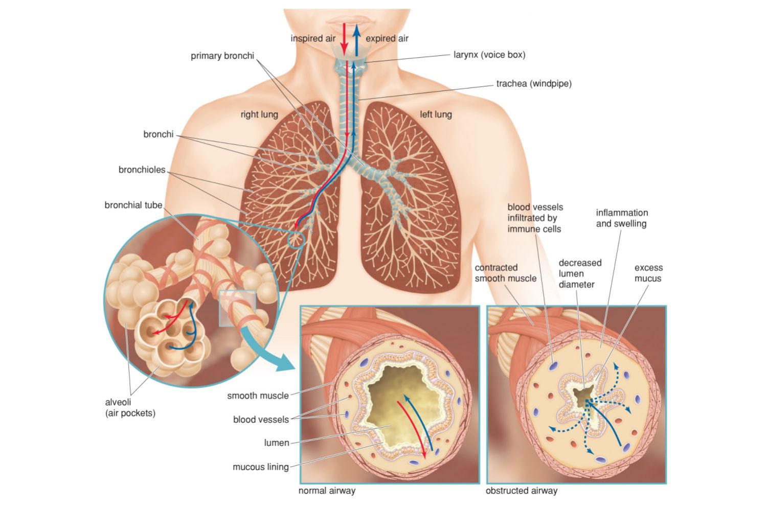 La respirazione come pilastro della longevità: fisiologia e clinica integrata