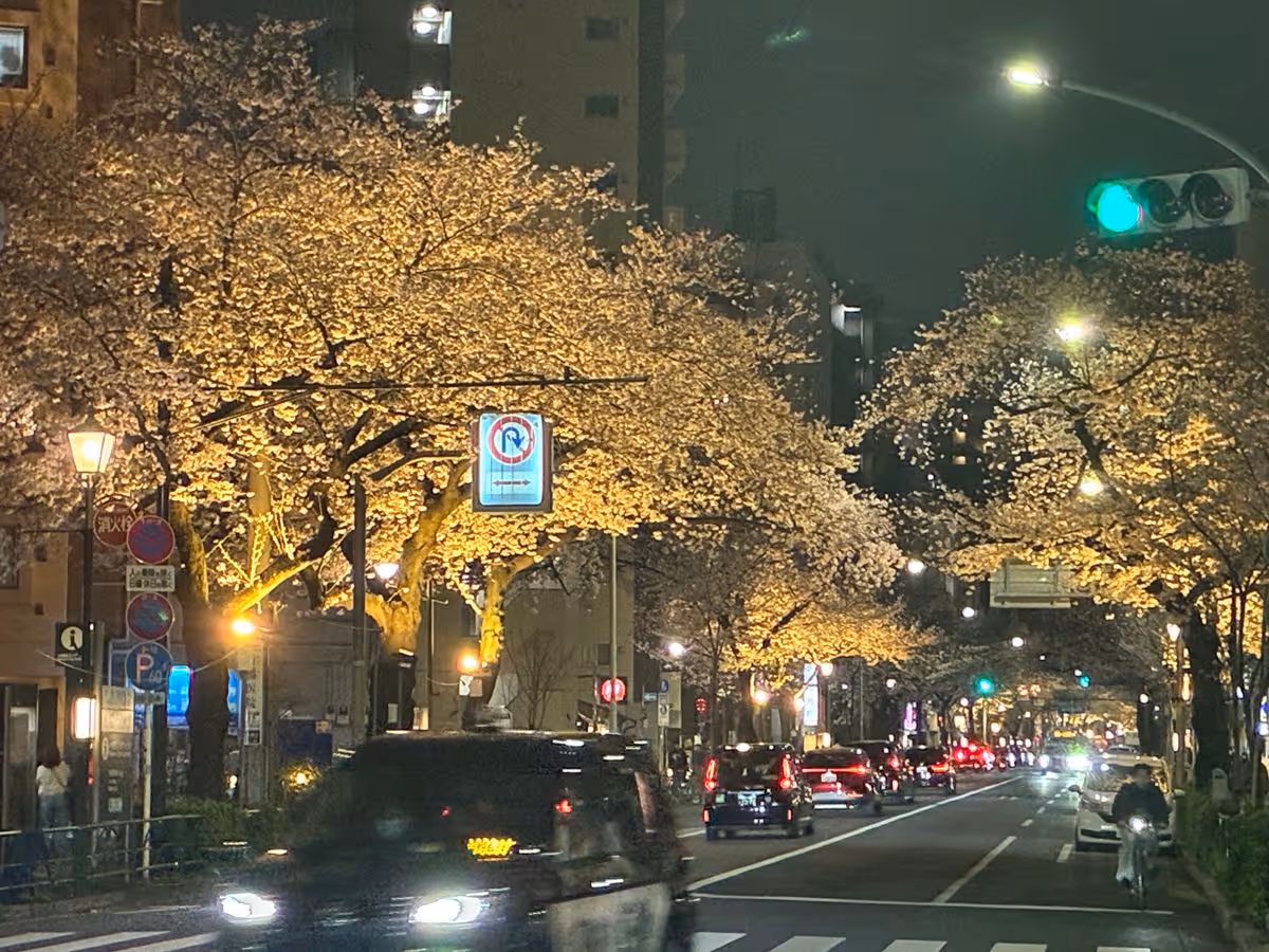 黄ばんだ桜