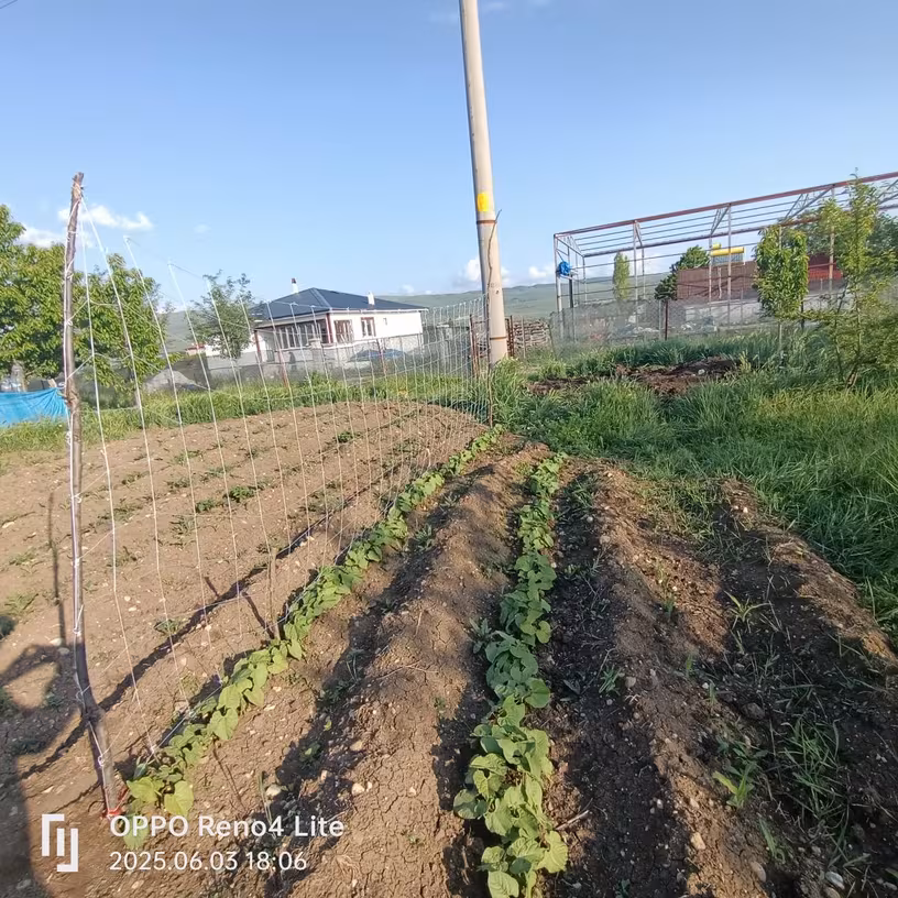 Plasă pentru Plante Cățărătoare – Ușor de Montat 5 x 4.5 m