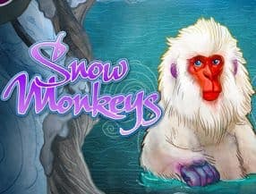 Snow Monkey