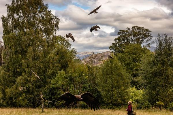 Muncaster Castle, Cumbria, UK - Hawk & Owl Centre gallery thumbnail