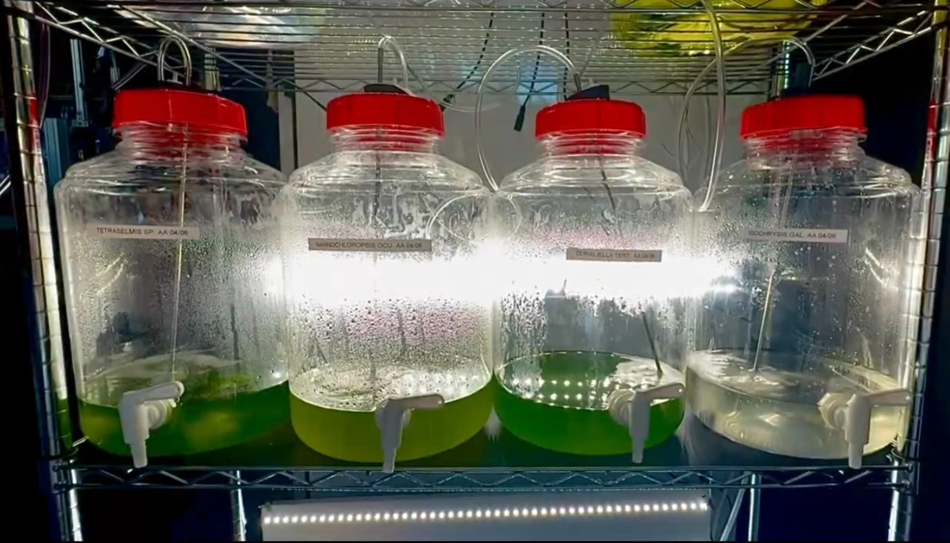 Microalgae cultures grown in the laboratory prior to harvesting and separation within the rotating tank system.