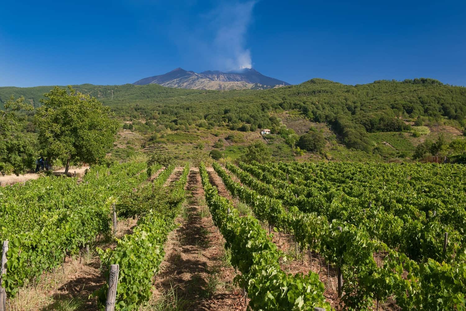 Vigneti siciliani con Etna sullo sfondo