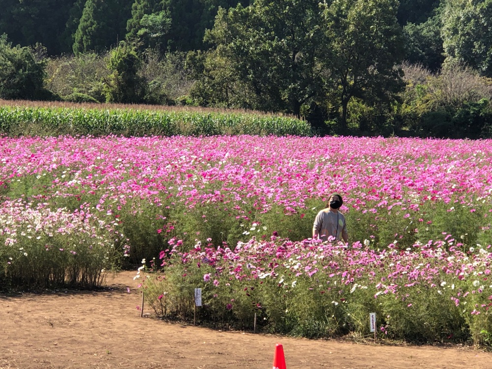 投稿された画像