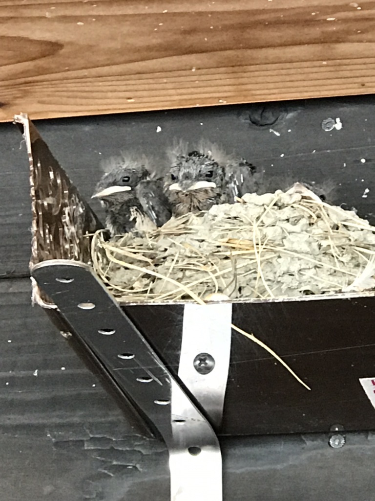 投稿された画像