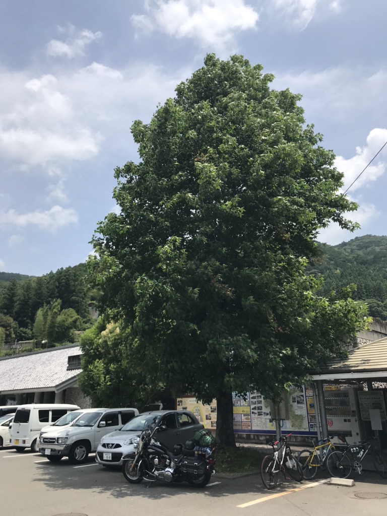 投稿された画像