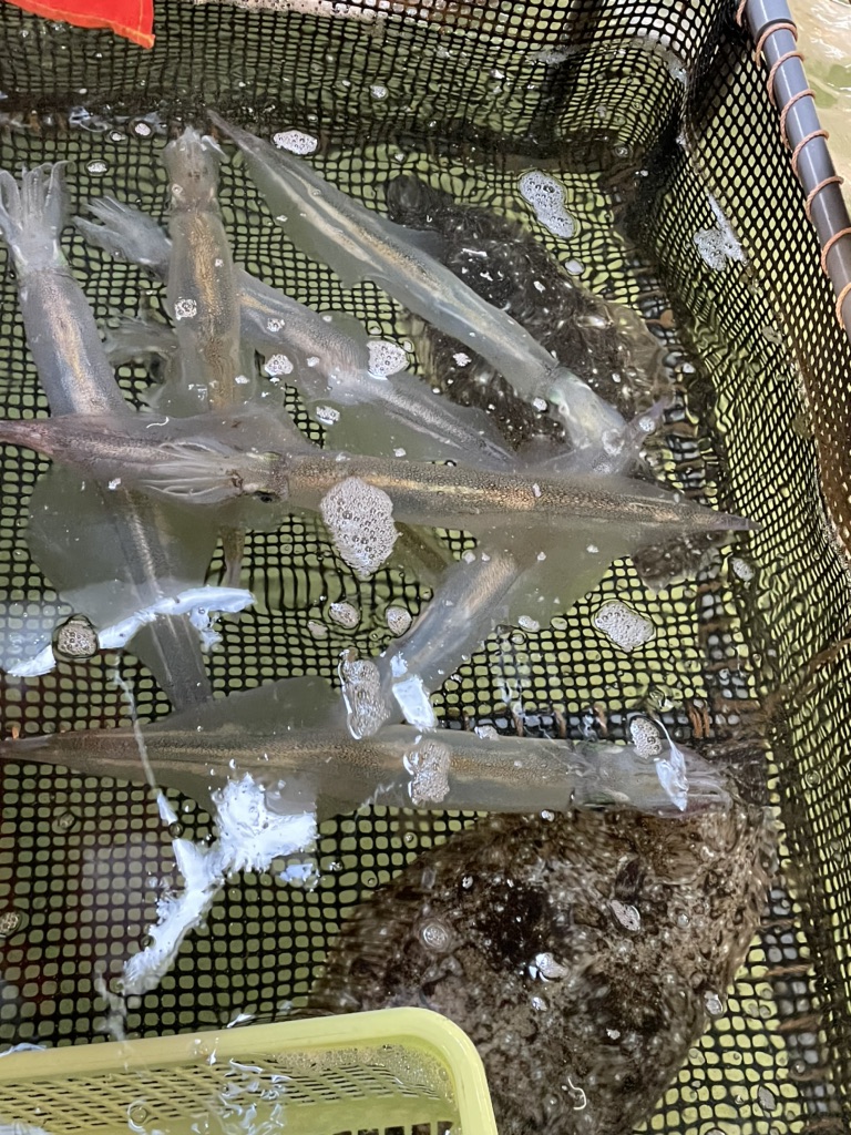 投稿された画像