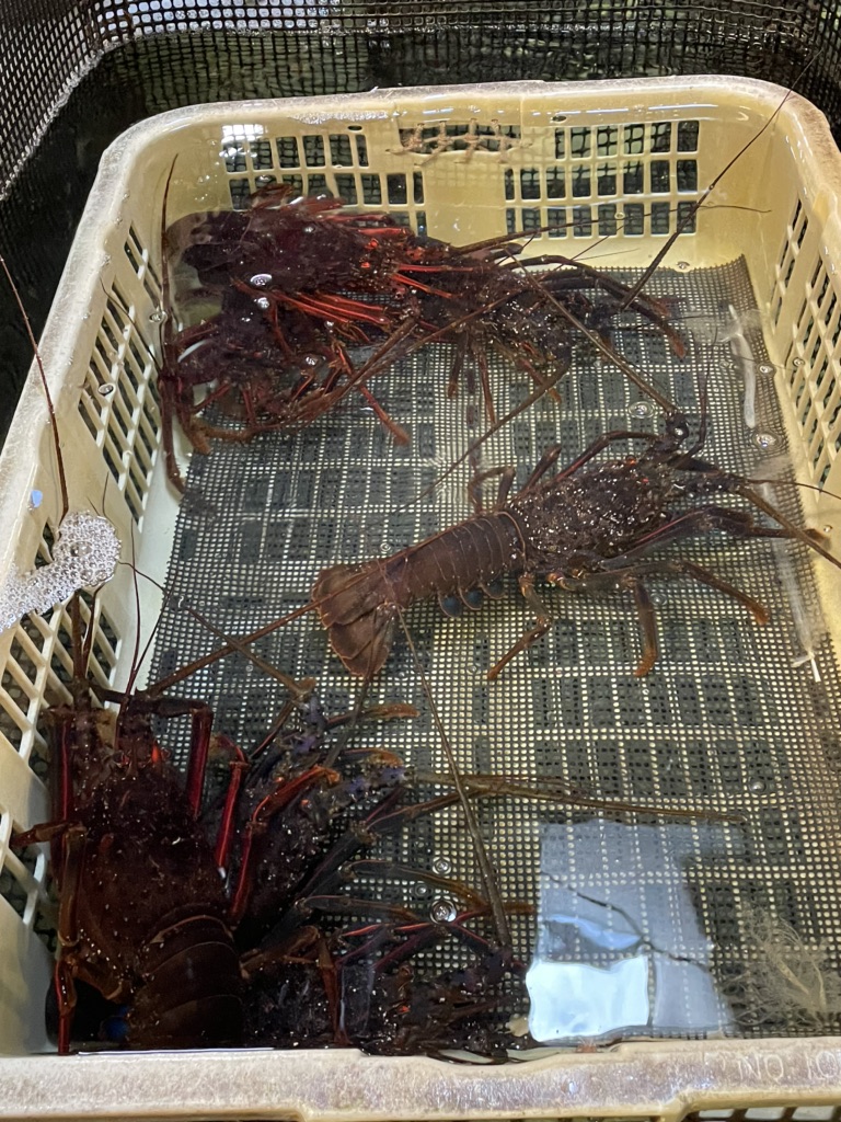 投稿された画像