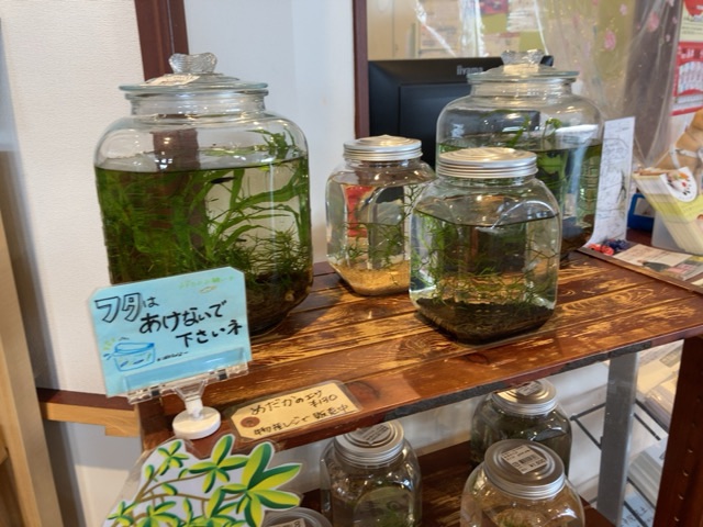 投稿された画像