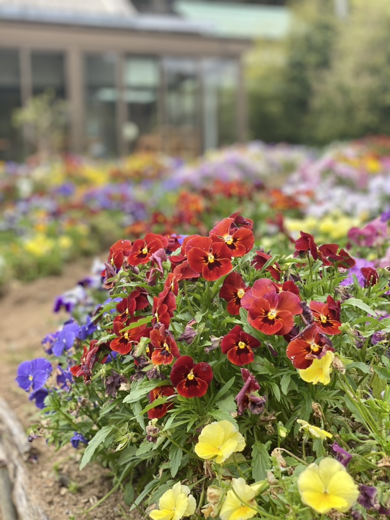 投稿された画像