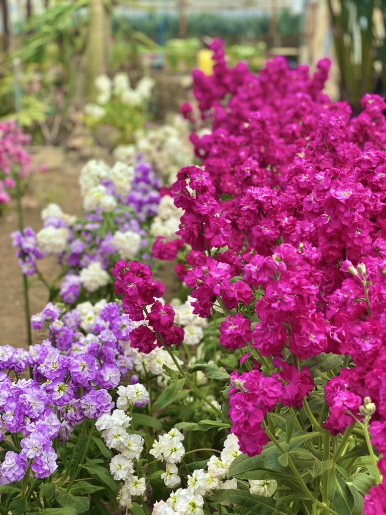 投稿された画像