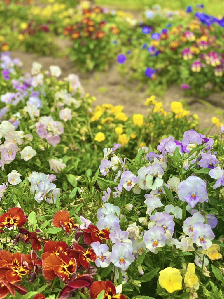 投稿された画像