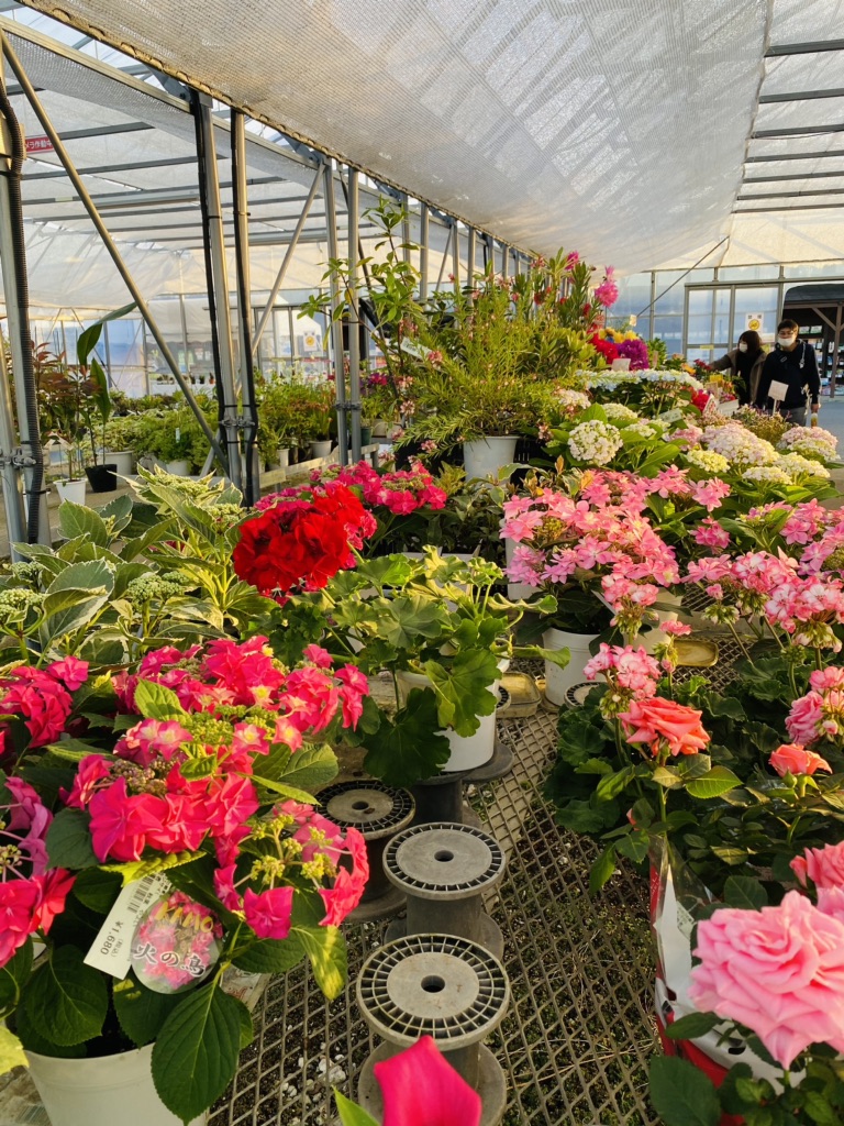 投稿された画像