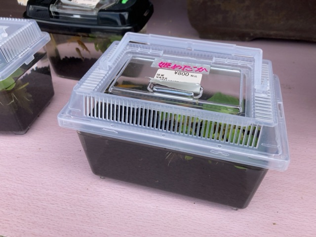 投稿された画像