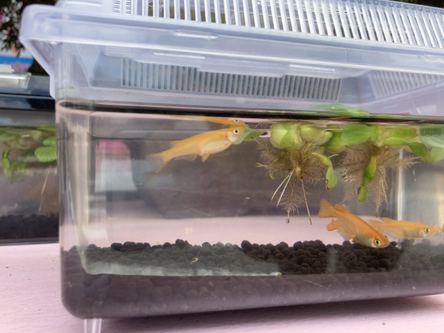 投稿された画像