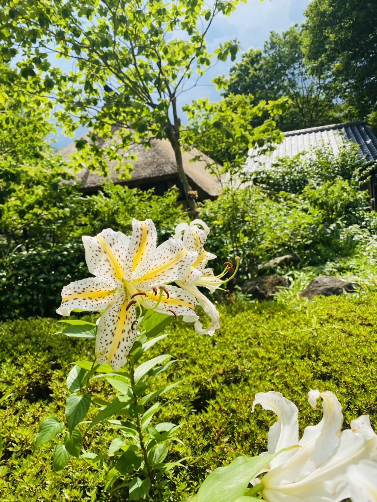 投稿された画像