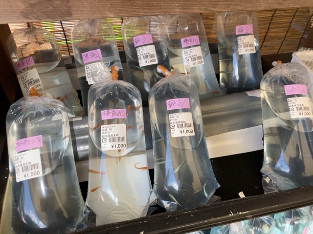 投稿された画像