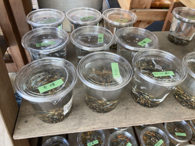 投稿された画像