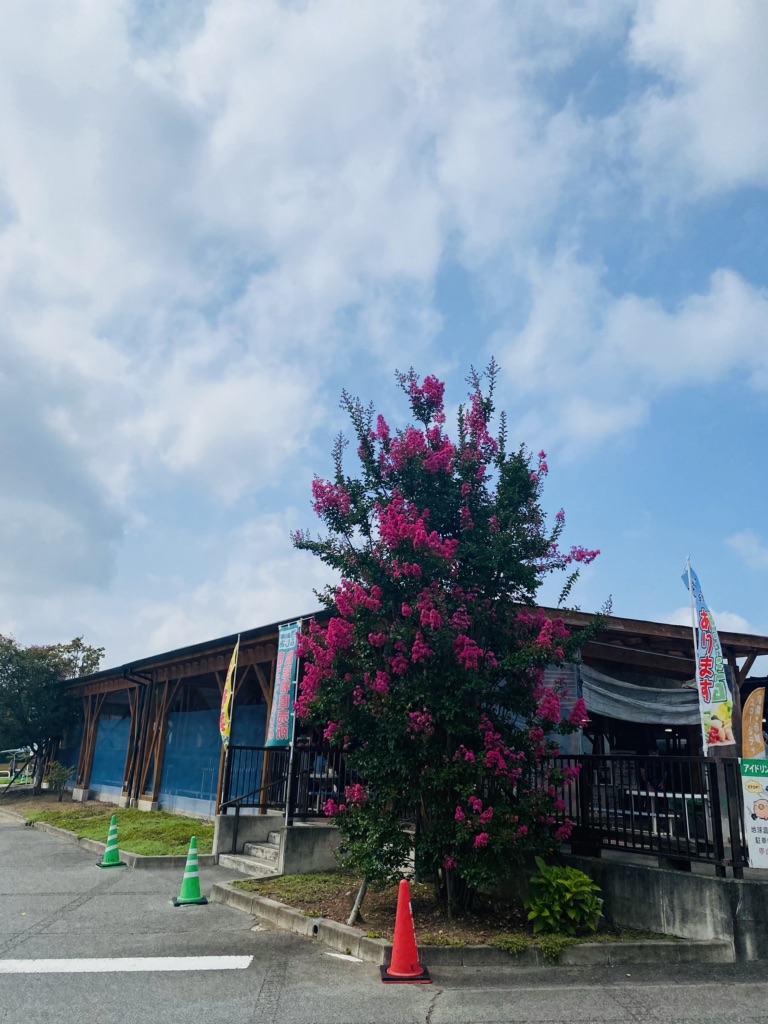 投稿された画像