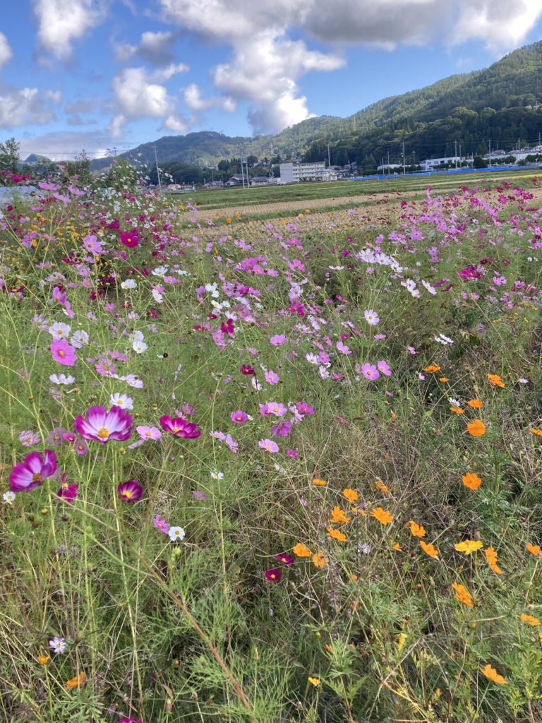 投稿された画像