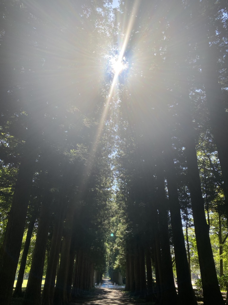 投稿された画像