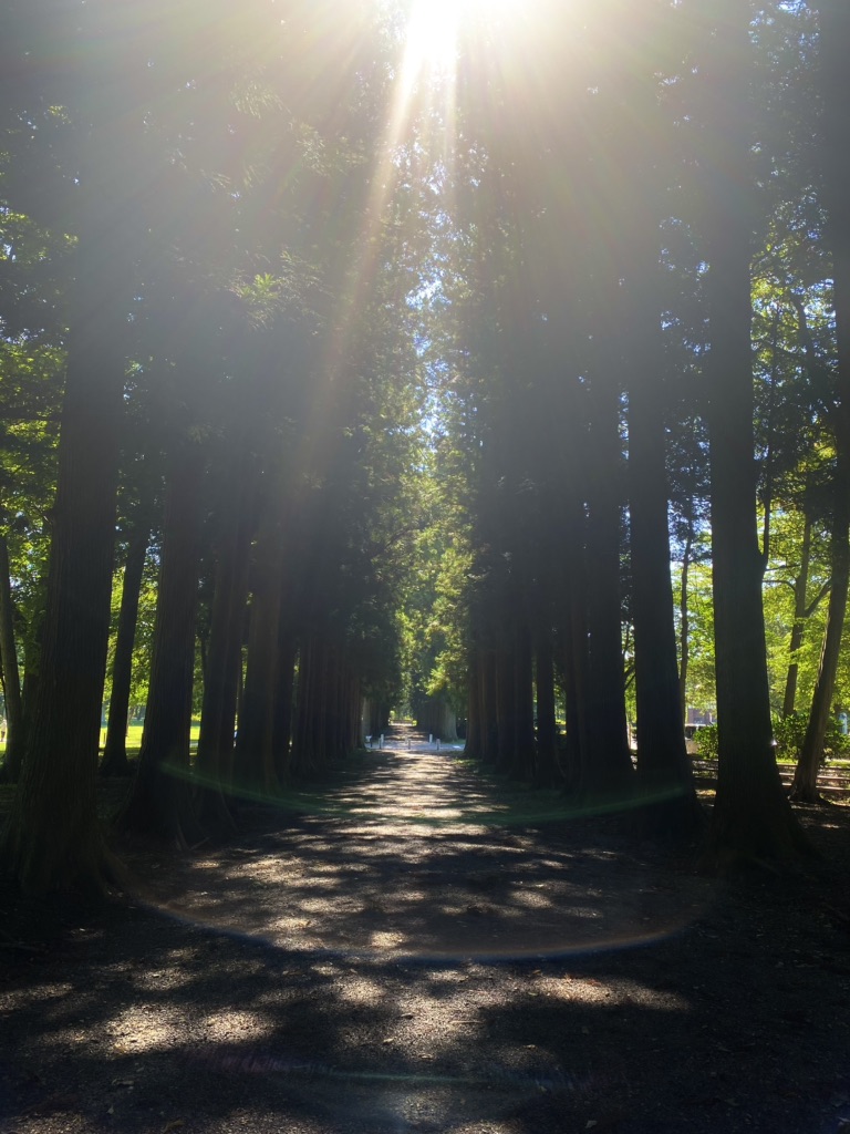 投稿された画像