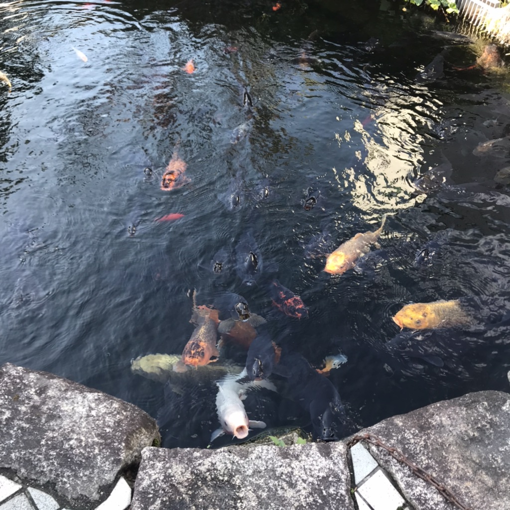 投稿された画像