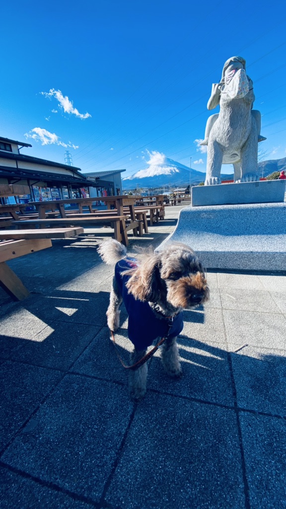 投稿された画像