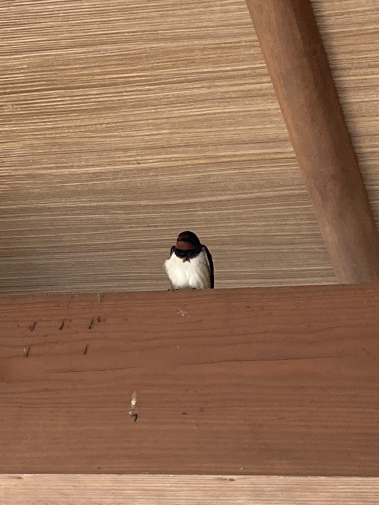 投稿された画像