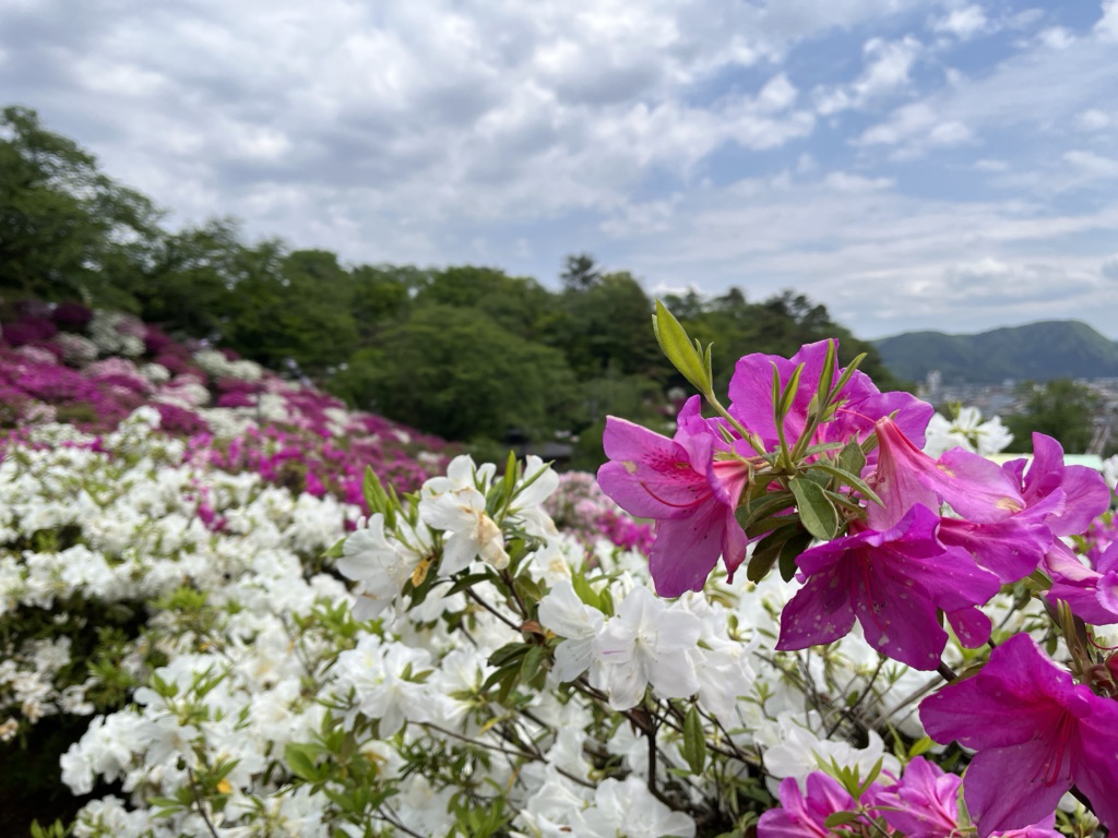 投稿された画像