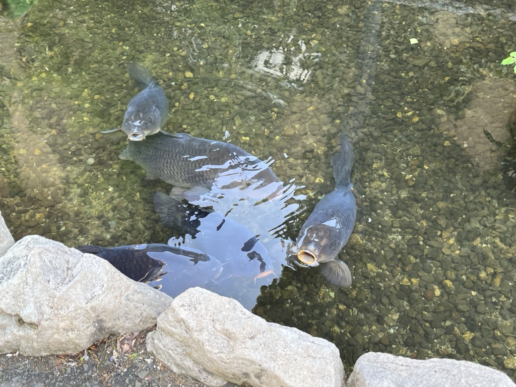 投稿された画像