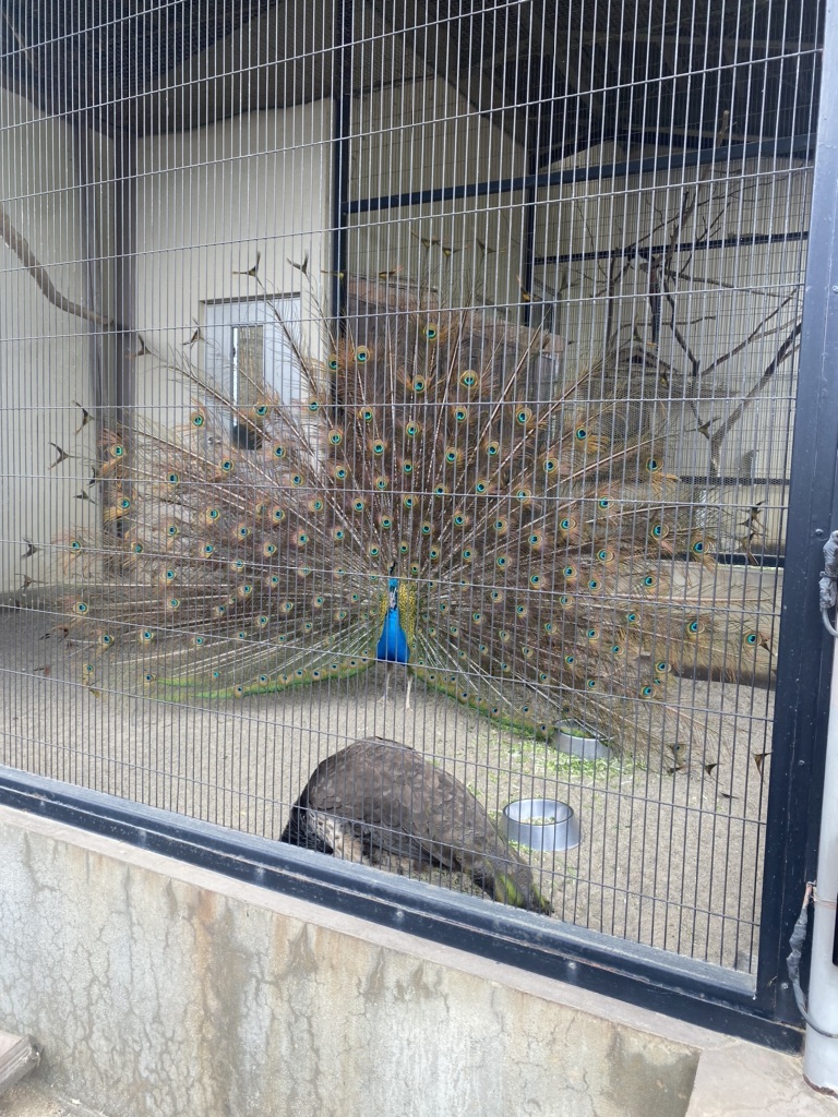 投稿された画像